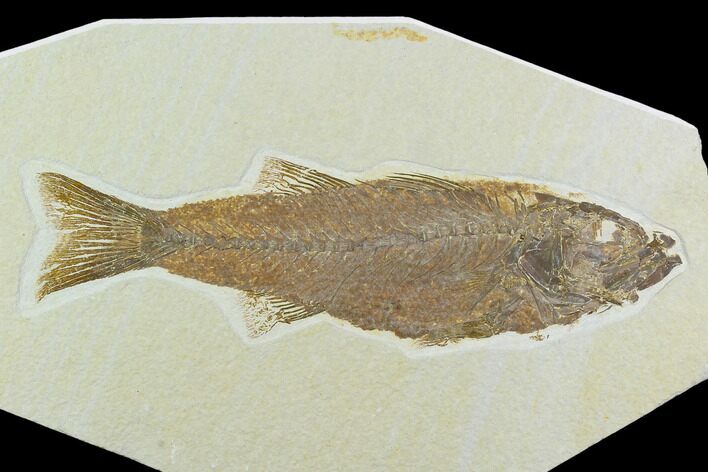 Uncommon, Fossil Fish (Mioplosus) - Wyoming #122672